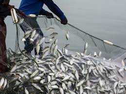 Effective Control and Management of Resources in Fishing Sector