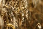 Wheat procurement under central pool gathers momentum