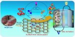 Fish gills used to develop efficient low-cost electro-catalysts for rechargeable metal-air battery