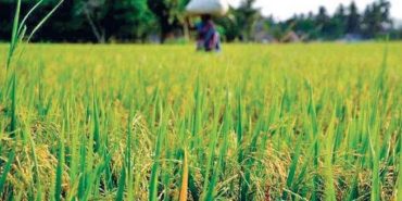 Sowing area of important Kharif crops more than in the corresponding period last year