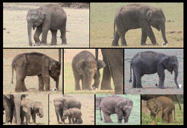 Asian elephant cubs show handedness in trunk behaviour earlier than adult usage of trunks