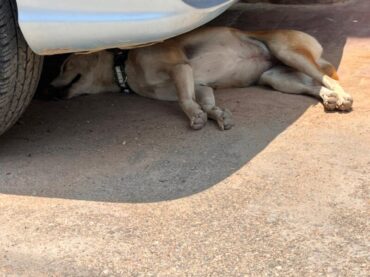 Pack of stray dog poisoned to death by unknown miscreants near apartment complaint filed in Parappana Agrahara probe on
