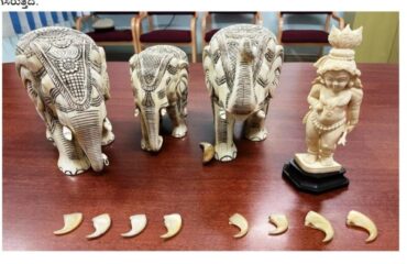 Inter-state smuggler arrested by Hanumanthnagar police trying to sell two elephant tusks in Bengaluru
