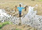 A rice farmer engrossed with Mandaus