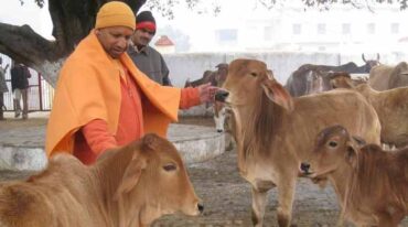 Uttar Pradesh to ensure no cow dies of cold and hunger- Yogi Adityanath tells officials