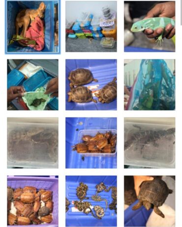 International level Wild life smuggling racket busted by Bengaluru Customs officials recovers 234 wild animals from smuggler.Baby Kangaroo found dead