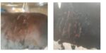 Elderly woman booked for torturing cattle by pouring acid on cows to stop them venturing into her property in Soladevanahalli
