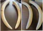 DRI officials foil illegal wildlife trade, arrested seven,seized elephant tusks in Bengaluru