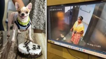 Domestic help arrested by Bagaluru police for killing pet dog inside apartment lift in Bengaluru Domestic help arrested by Bagaluru police for killing pet dog inside apartment lift in Bengaluru