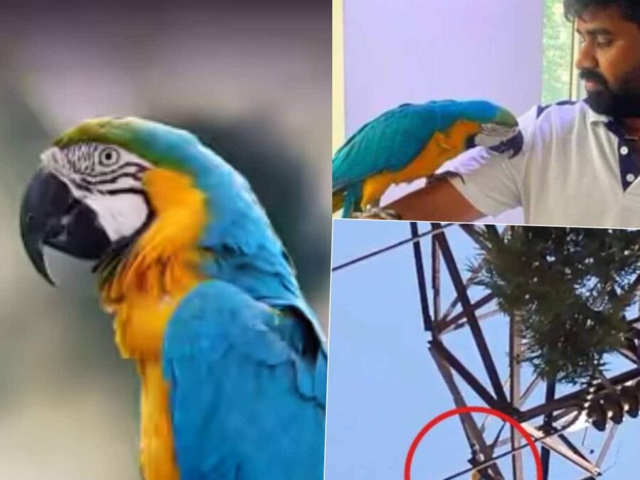 Man electrocuted while trying to save pet macaw worth around 2.5 lakh in Girinagar Bengaluru