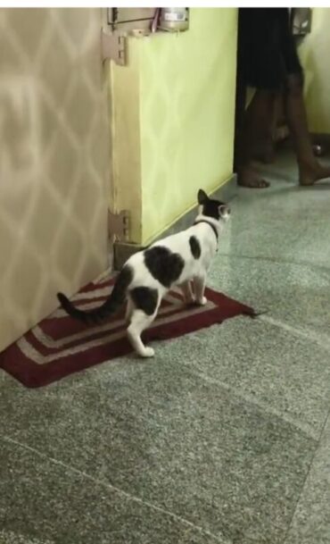 Cat Custody’row ends among neighbours after Sheshadripuram Hoysala police- mediate both parties 