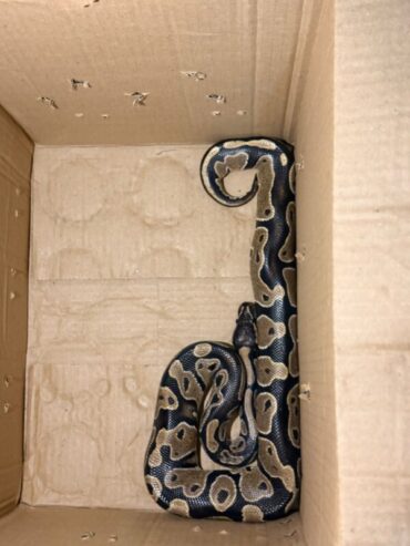 Python Found Kept Illegally in Bengaluru Apartment;One Detained