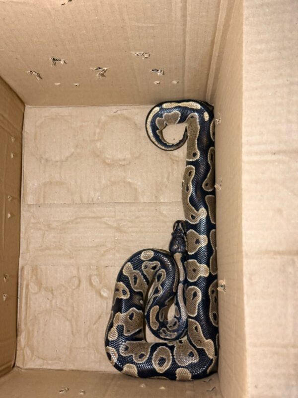 Python Found Kept Illegally in Bengaluru Apartment;One Detained Python Found Kept Illegally in Bengaluru Apartment;One Detained