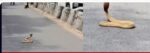 Cobra on Palace Road Causes Brief Traffic Disruption in Bengaluru Cobra on Palace Road Causes Brief Traffic Disruption in Bengaluru
