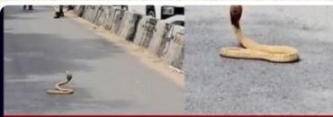 Cobra on Palace Road Causes Brief Traffic Disruption in Bengaluru Cobra on Palace Road Causes Brief Traffic Disruption in Bengaluru