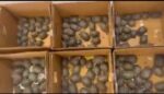 180 Live Turtles Seized in Bengaluru,One Arrested by DRI 