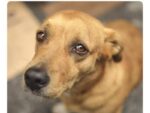 Bengaluru vet clinic raided by GBA & Police over alleged procedures on dogs without anaesthesia