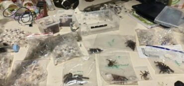 Customs intercept exotic spiders smuggled from Bangkok at Bengaluru Airport
