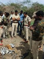 Tigress Found Dead After Suspected Territorial Fight in Mysuru Tigress Found Dead After Suspected Territorial Fight in Mysuru