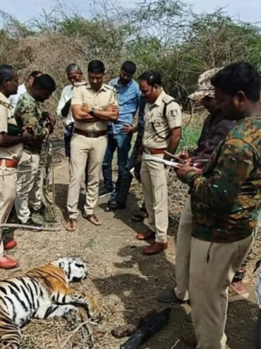 Tigress Found Dead After Suspected Territorial Fight in Mysuru