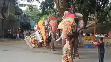 Panic at Dasara Procession Elephant Somanna Runs Amok in Shivamogga;Silver Howdah Damaged