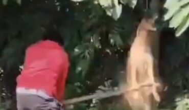 Four Detained for Allegedly Beating Stray Dog to Death in Varthur